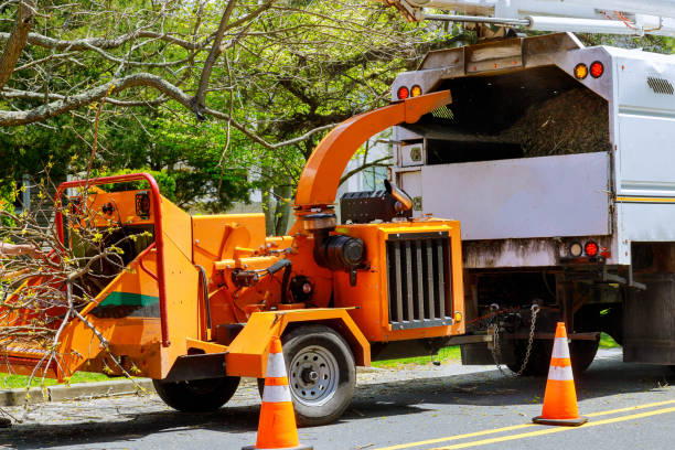 The Steps Involved in Our Tree Care Process in Camanche Village, CA